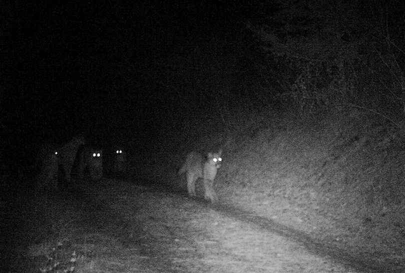 Five cougars were gathered on the driveway to a Newman-Lake Area home in April 2014. (Ken Vanden Heuvel)