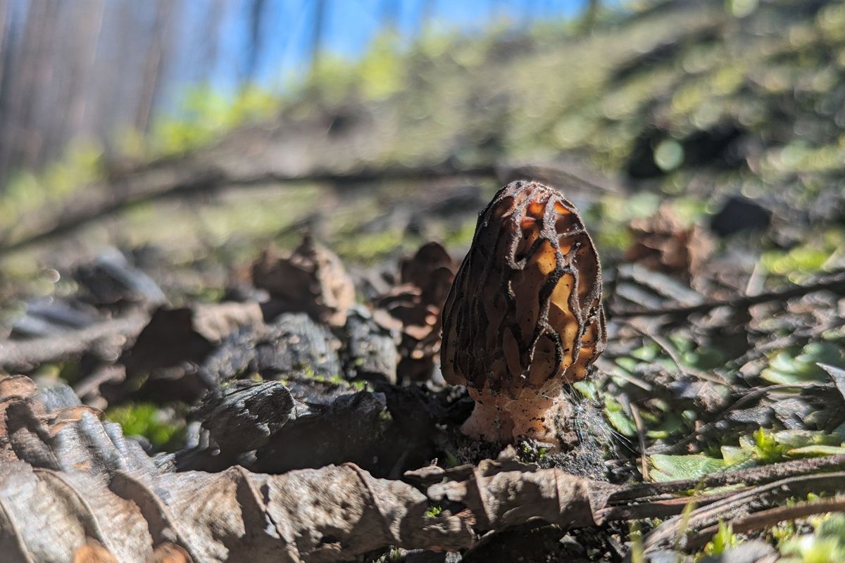 A morel mushroom was growing in Spokane County on land burned in August in the Oregon Road fire.  (EMRY DINMAN/THE SPOKESMAN-REVIEW)