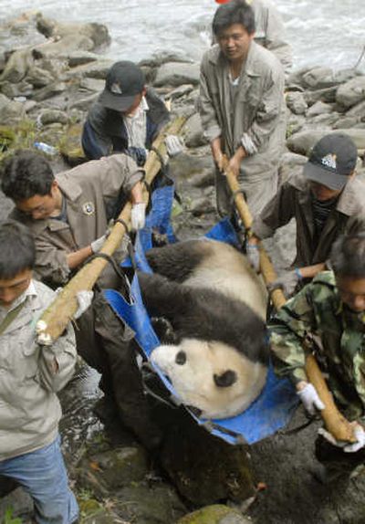 
An anesthetized Xi Xi,  who went missing from the China Giant Panda Protection and Research Center in Wolong after the May 12 earthquake, is returned Monday after being found nearby.  Associated Press
 (Associated Press / The Spokesman-Review)