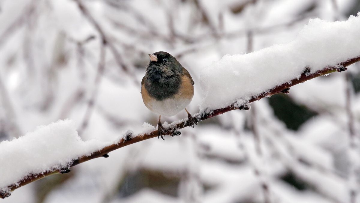 A dark-eyed junco finds room on an otherwise snow-covered branch during a winter storm moving through the area, Monday, Feb. 6, 2017, in Seattle. Seattle finally got its dose of winter weather, with an overnight storm that left snow totals of an inch to more than a foot across Western Washington, causing widespread school closures Monday. More than 75,000 Puget Sound Energy and Seattle City Light customers were without power. A winter storm warning remains in effect for the greater Puget Sound Metro area. (Elaine Thompson / AP)