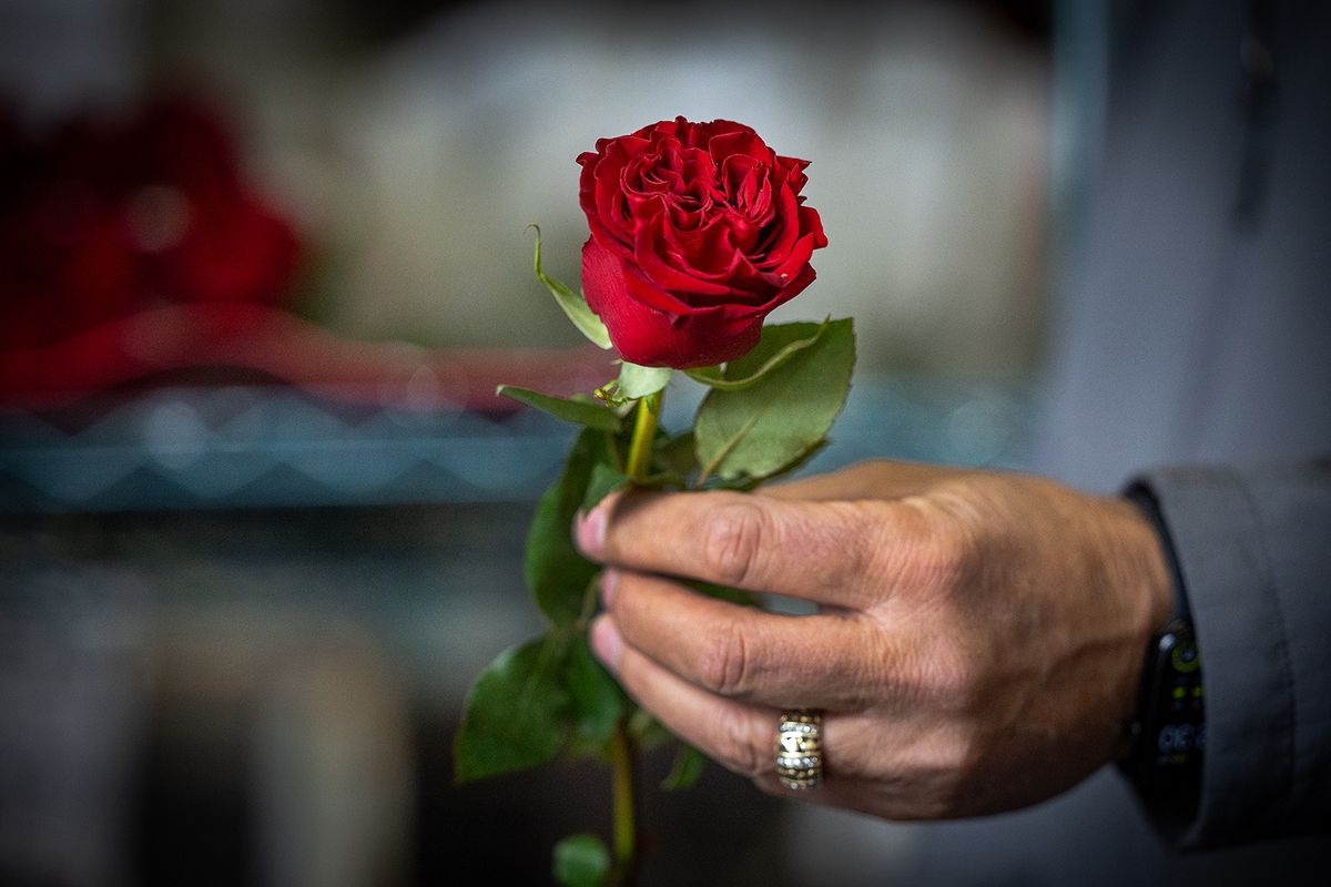 Bob Mellano holds a Hearts rose grown in Colombia.  (Allen J. Schaben/Los Angeles Times/TNS)