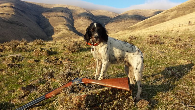 Five hours of steady work for chukars in the Snake River breaks left 9-year-old English setter, Scout, feeling his age. (Rich Landers / The Spokesman-Review)