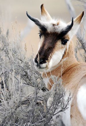 Pronghorns are unique to North America, the only surviving species from the family “Antilocapra americana,” which means the “American goat- antelope.”  (Associated Press / The Spokesman-Review)