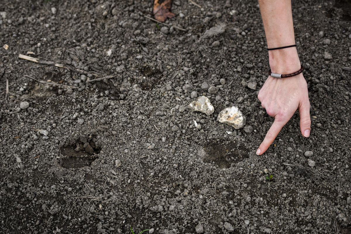 Heather Clarkson from Defenders of Wildlife organization points at red wolf foot prints at the Alligator River National Wildlife Refuge. (Salwan Georges / Washington Post)