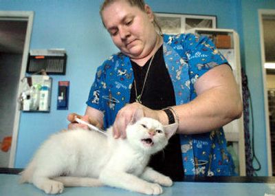 
Cathy Williams of SpokAnimal CARE uses a large bore syringe to place a microchip between Whiskers' shoulder blades. 
 (Photos by JOE BARRENTINE/ / The Spokesman-Review)