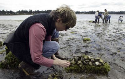 
Betsy Peabody, of the Puget Sound Restoration Fund, looks for Olympia oysters Thursdayon the shores of Puget Sound  by Bremerton. 
 (Associated Press photos / The Spokesman-Review)
