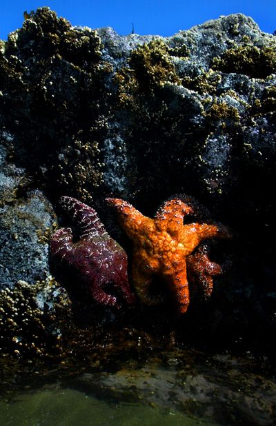 Starfish cling to the edge of a tidal pool along the coast of Bandon, Ore. (File)