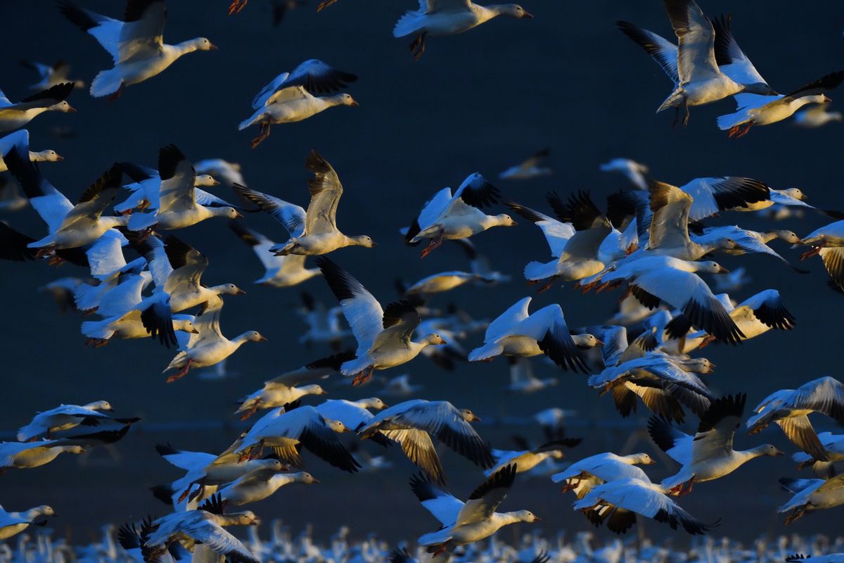 Snow geese take flight at sunset Saturday at the Columbia National Wildlife Refuge near Othello.  (COLIN TIERNAN/THE SPOKESMAN-REVIEW)