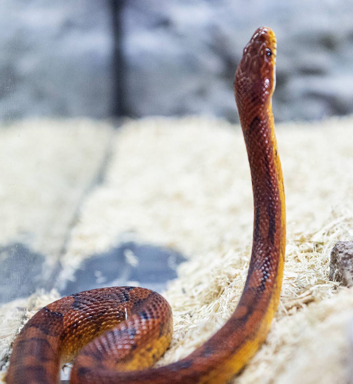 pasta Afrika Frontier More than 24 'aggressive' snake species stolen from exotic pet store | The  Spokesman-Review