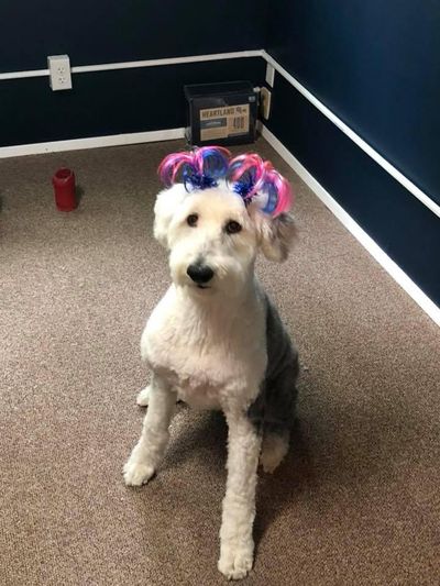 Ellie, Stefanie Pettit’s grand-doggie, poses in her very own “fascinator” on the day of the recent royal wedding. (Sam Pettit / Courtesy photo)