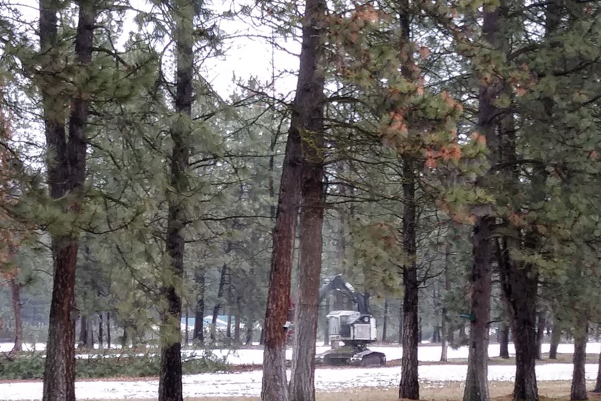 Tree removal was underway in January 2021. A tractor is seen through the trees from the back deck of Alyce Kunze’s home.  (Courtesy of Alyce Kunze)