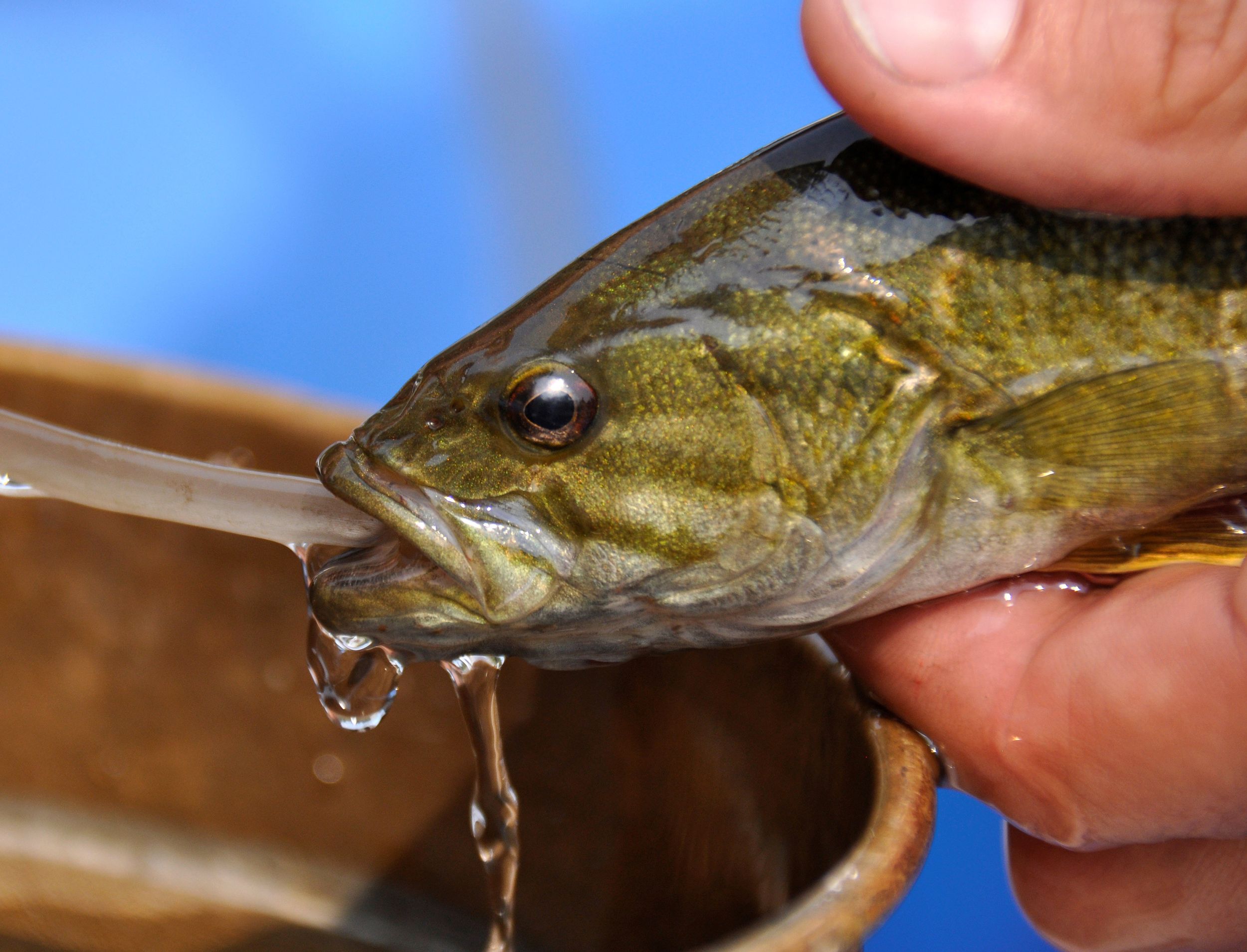 Graduate student focuses study on smallmouth bass