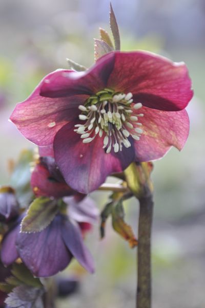 A hellebore, also known as Lenten rose, gleams in late afternoon sun on Wednesday. (Mike Prager)