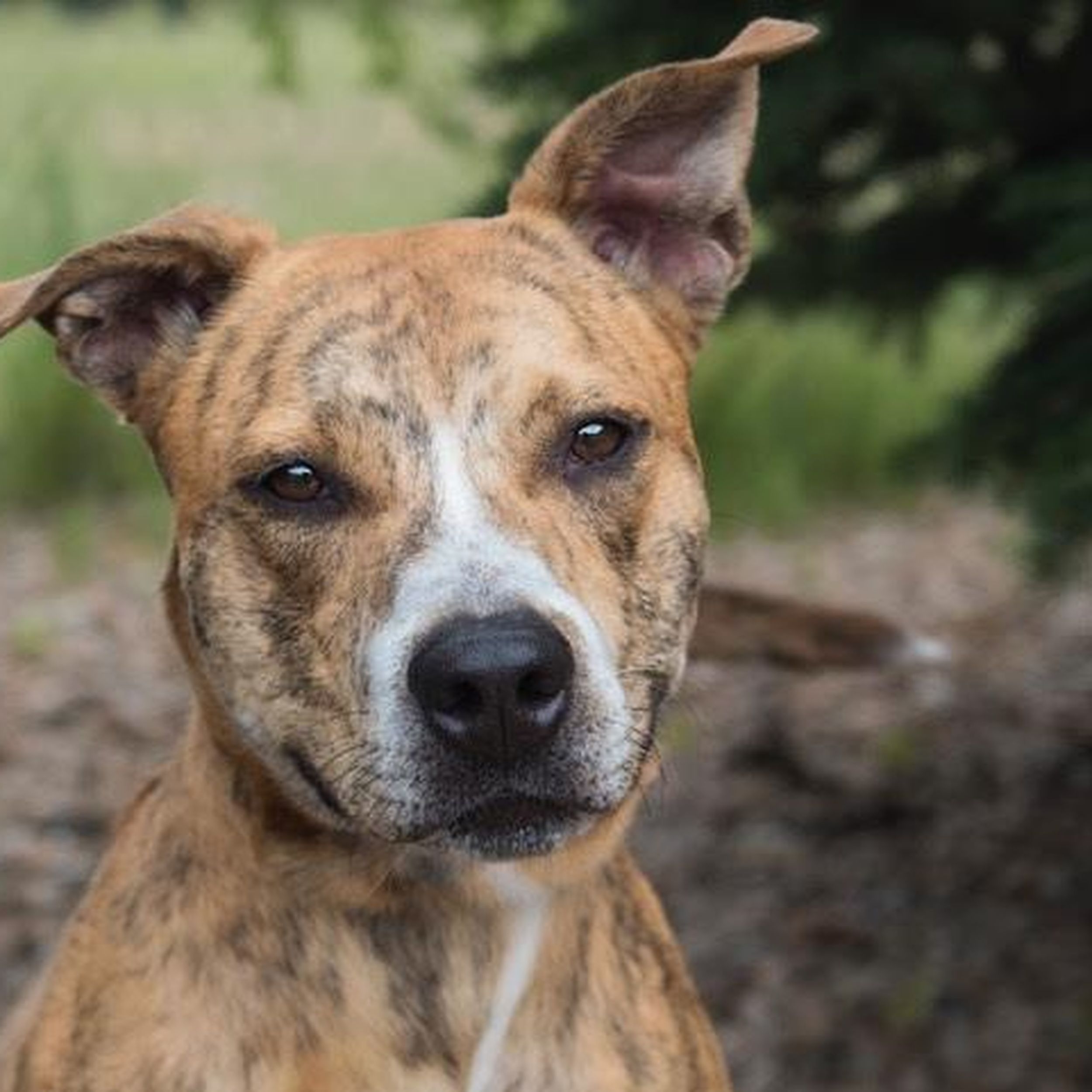 Feature creature Brodie who responds well to leash is ready to go