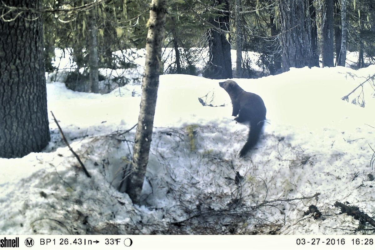 A fisher near Bumping Lake on March 27, 2016. Six fishers were introduced to the North Cascades, Wednesday. (Conservation Northwest / Courtesy)