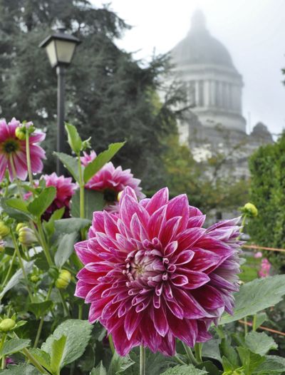 Fog  lifting over the Capitol from the Sunken Garden on the morning of Oct. 12, 2016 (Jim Camden/The Spokesman-Review)