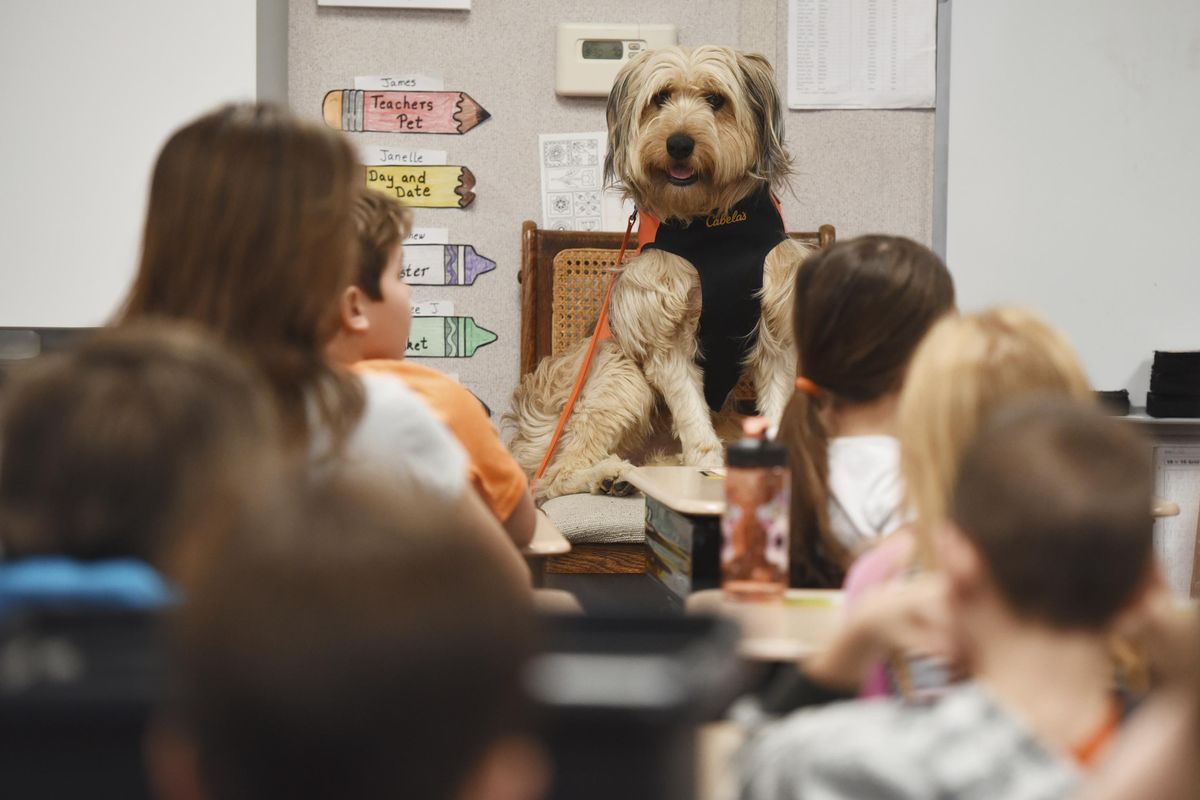 Sitka, a certified therapy dog, sits at the head of the classroom Dec. 7, 2017, at Smith Valley School in Kalispel, Mont. A few educators in the Flathead Valley are seeing the value a therapy dog can bring to schools in providing comfort, affection, education, physical and psychological support and entertainment. Rather than the occasional visit, these canine companions have become part of the staff at Summit Preparatory, Smith Valley School and Kalispell Montessori. (Brenda Ahearn/Daily Inter Lake / Associated Press)
