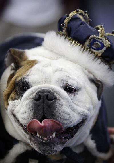Tyson, owned by Tyler and Chelsea Motter, of Urbandale, Iowa, sits on the throne after being crowned the winner of the 33rd annual Drake Relays Beautiful Bulldog Contest on Monday. (Associated Press)