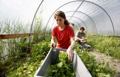 
Siri Erickson-Brown farms about five acres with her husband, Jason Salvo, at Local Roots Farm near Carnation. Erickson-Brown considers herself lucky to have formed the partnership in King County, where affordable farmland is scarce. Associated Press
 (Associated Press / The Spokesman-Review)