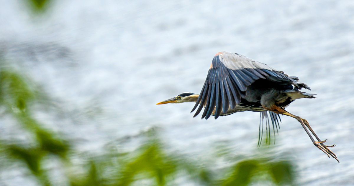 A great blue heron flies over a stormy Hauser Lake on July 3, 2022.  (Kathy Plonka/The Spokesman-Review)