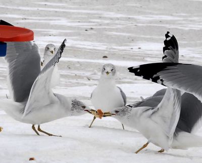 In this photo taken on Jan. 6, 2010, two sea gulls spar over a piece of bread at Lions Park Beach in St. Joseph, Mich. (John Madill / The Herald Paladium)