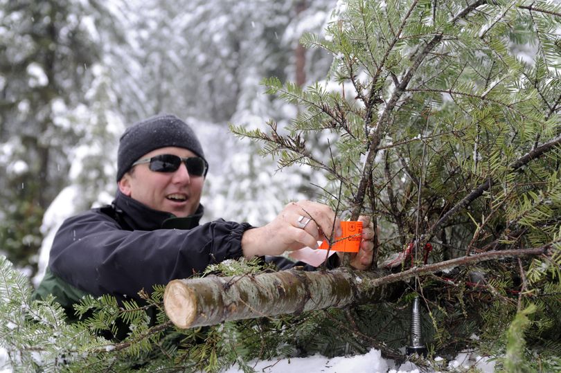 Jason Kirchner of the U.S. Forest Service attaches the official tree permit to his office's holiday tree Friday, Dec. 10, 2010 after he and Mark Grant cut the tree down on National Forest land near Coeur d'Alene.  It cost only $5 to cut a tree on National Forest or BLM land, but the tag must be attached to the tree before leaving the forest.  Kirchner is a public affairs officer and Grant is a fire management officer. (Jesse Tinsley / The Spokesman-Review)