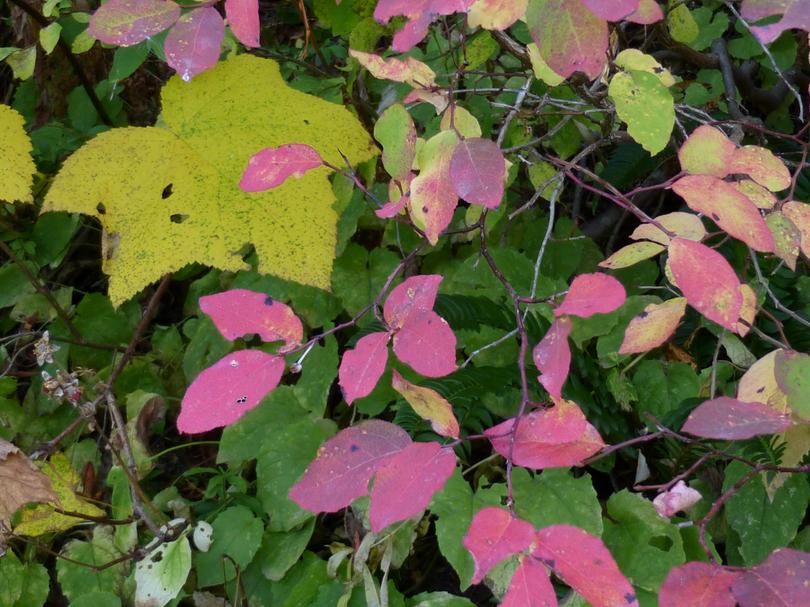Huckleberry and thimbleberry leaves are turning into vibrant colors on Sept. 13, 2015, in the area around Stevens Lakes near Lookout Pass. But after a record-dry summer, they look crevassed and scabby. Some vegetation in the mountains of the Inland Northwest is the texture of corn flakes. (Rich Landers)