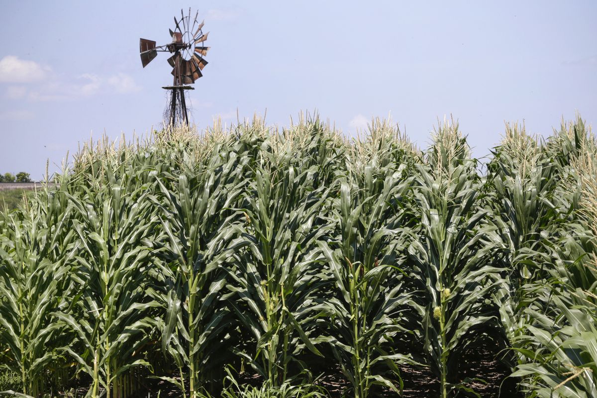 FILE - In this July 11, 2018, file photo, a field of corn grows in front of an old windmill in Pacific Junction, Iowa. The federal government said Friday, Sept. 18, 2020, it would give farmers an additional $14 billion to compensate them for the difficulties they