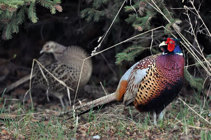 A ringneck pheasant rooster shows his spring mating colors in wintery weather on April 22, 2011, near Post Falls, Idaho. (Rich Landers)
