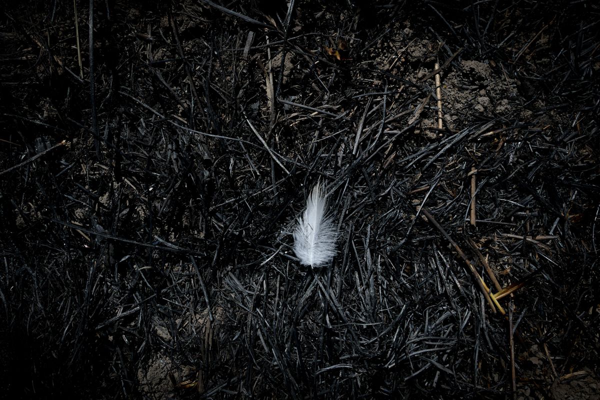 A feather sits on a charred forest floor following the Chuweah Fire on Sunday, July 18, 2021, outside Nespelem, Wash.  (Tyler Tjomsland/The Spokesman-Review)