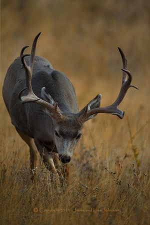 Mule deer buck in September. (Jaimie Johnson)