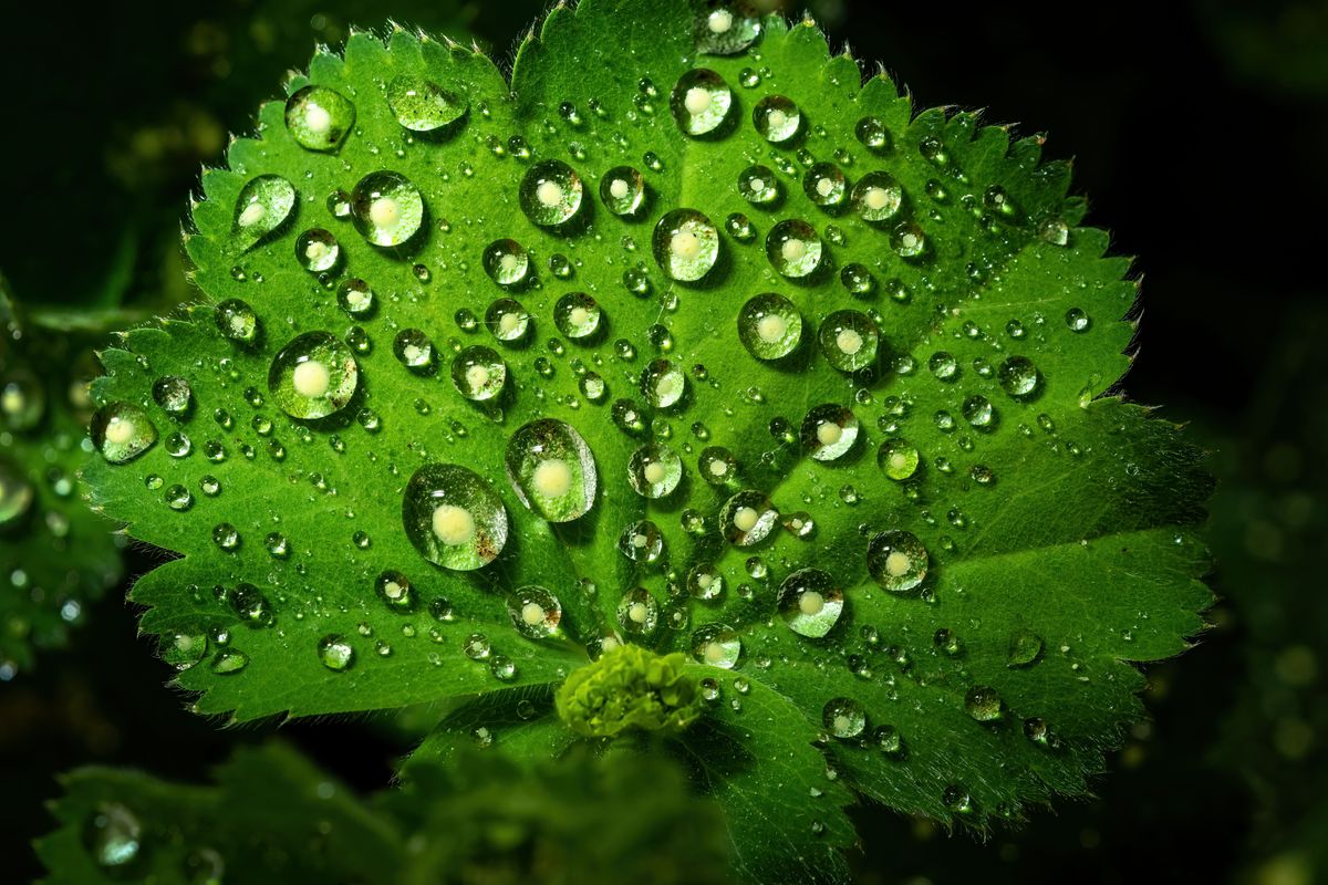 Water droplets gather on a leaf on Spokane’s South Hill on Wednesday. Rain is in the forecast through Thursday afternoon.  (COLIN MULVANY/THE SPOKESMAN-REVIEW)