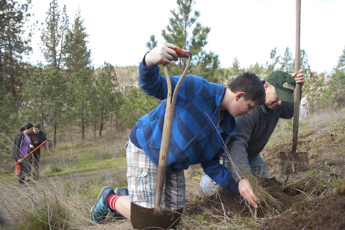 Volunteers Hyrum McCombie, 14, second from right, and his father, Matt McCombie, plant seedling conifers March 28 at High Bridge Park in Spokane as part of Forest Spokane. Volunteers planted hundreds of new trees at the park. (Jesse Tinsley)