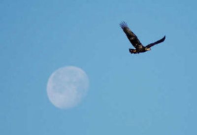 
Drab browns and muted whites camouflage juvenile bald eagles in the years it takes to hone their survival skills. 
 (The Spokesman-Review)
