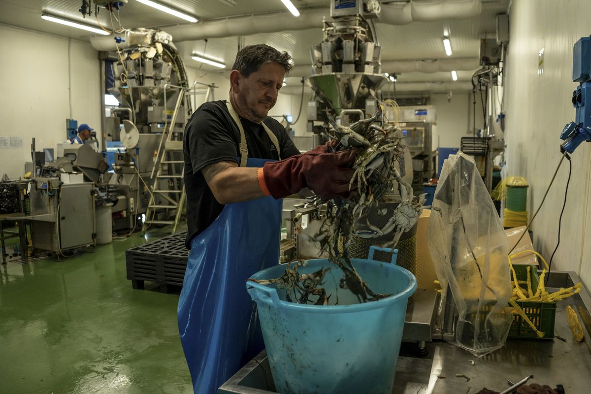 Crabs packed up at the cooperative in Goro, Italy, on Sept. 14, 2023. Goro, on the Adriatic Sea, is famous for its clams -- essential for the beloved spaghetti alle vongole. But an infestation of crabs is threatening the town