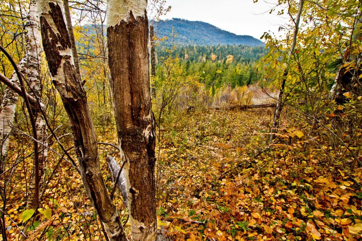 Elk antler rubs scar aspens on 921 acres the Idaho Panhandle National Forests acquired in a land exchange with Stimson Lumber north of Lake Pend Oreille. The Rocky Mountain Elk Foundation helped broker the deal. (Rocky Mountain Elk Foundation)