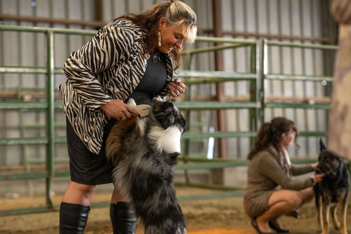 Kieshia Jorgens-McLendon, of Serene Prairie Farms in Cheney, brushes Toby, a miniature American shepherd that championed in AKC last weekend, during the best in class for herding group Saturday at the IABCA Spokane Valley Sieger at the Spokane County Fair and Expo Center.  (ANGELA SCHNEIDER/SPECIAL TO THE SPOKESMAN-REVIEW)