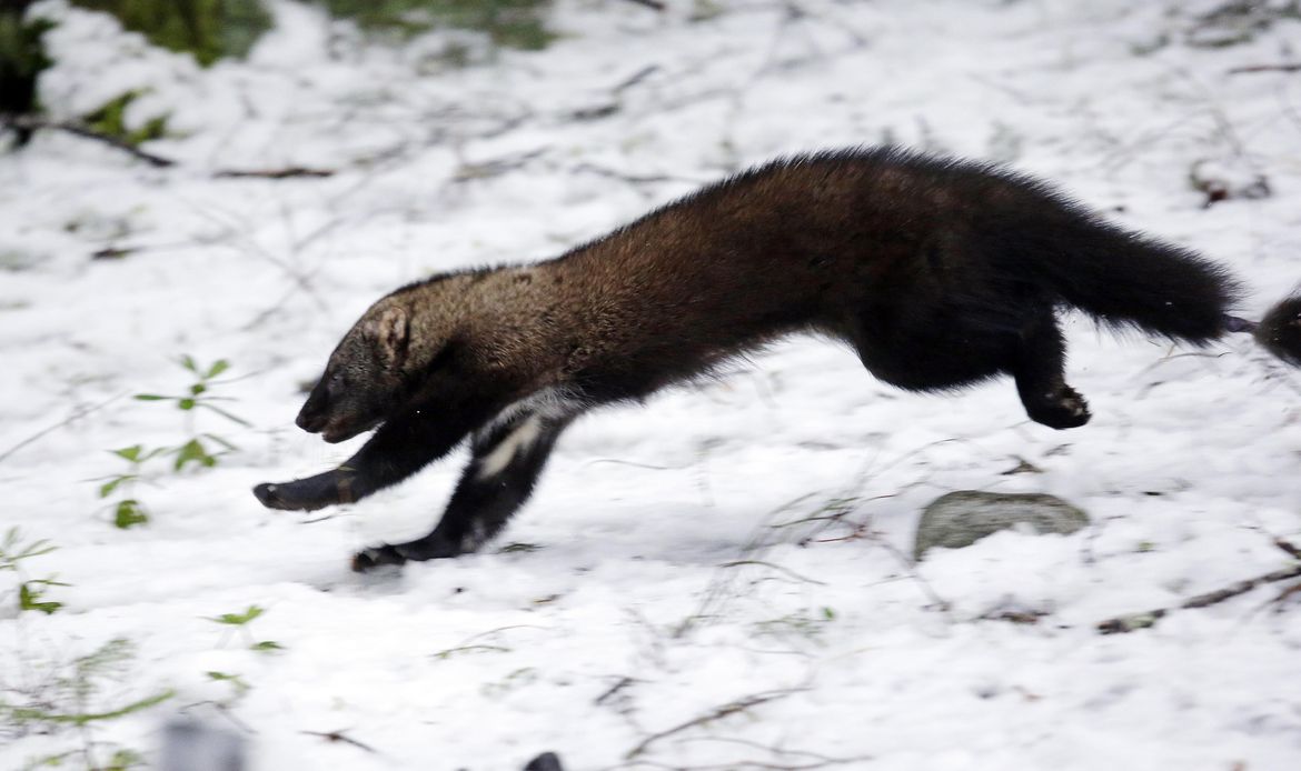 US: Weasel-like mammal endangered in southern Sierra Nevada | The