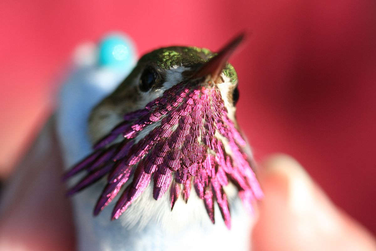 A calliope hummingbird is captured for banding by researchers with the Intermountain Bird Observatory near Boise.