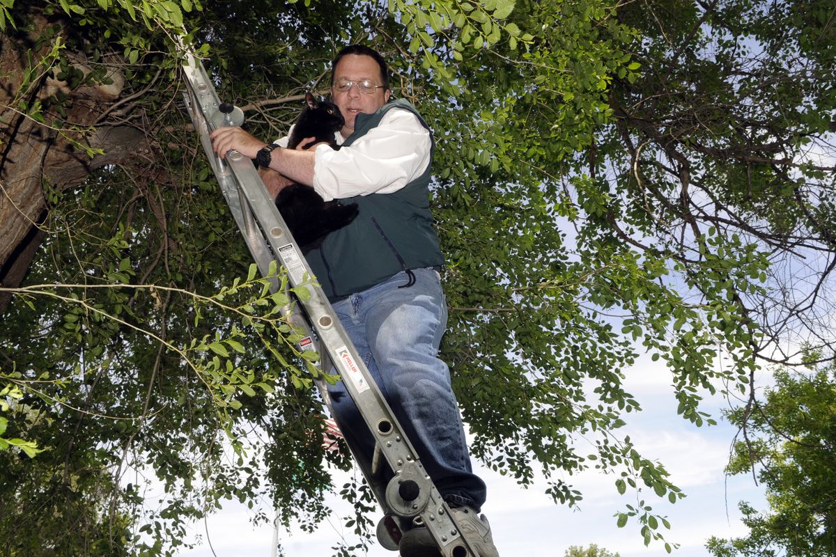 Steve Lacy, the mayor of Lamont, Wash., rescues his cat, Hellcat 2000, from a tree across from City Hall on June 3, 2010. The cat had been missing for a couple of day and Lacy assumed a coyote had caught the pet. (Dan Pelle / The Spokesman-Review)