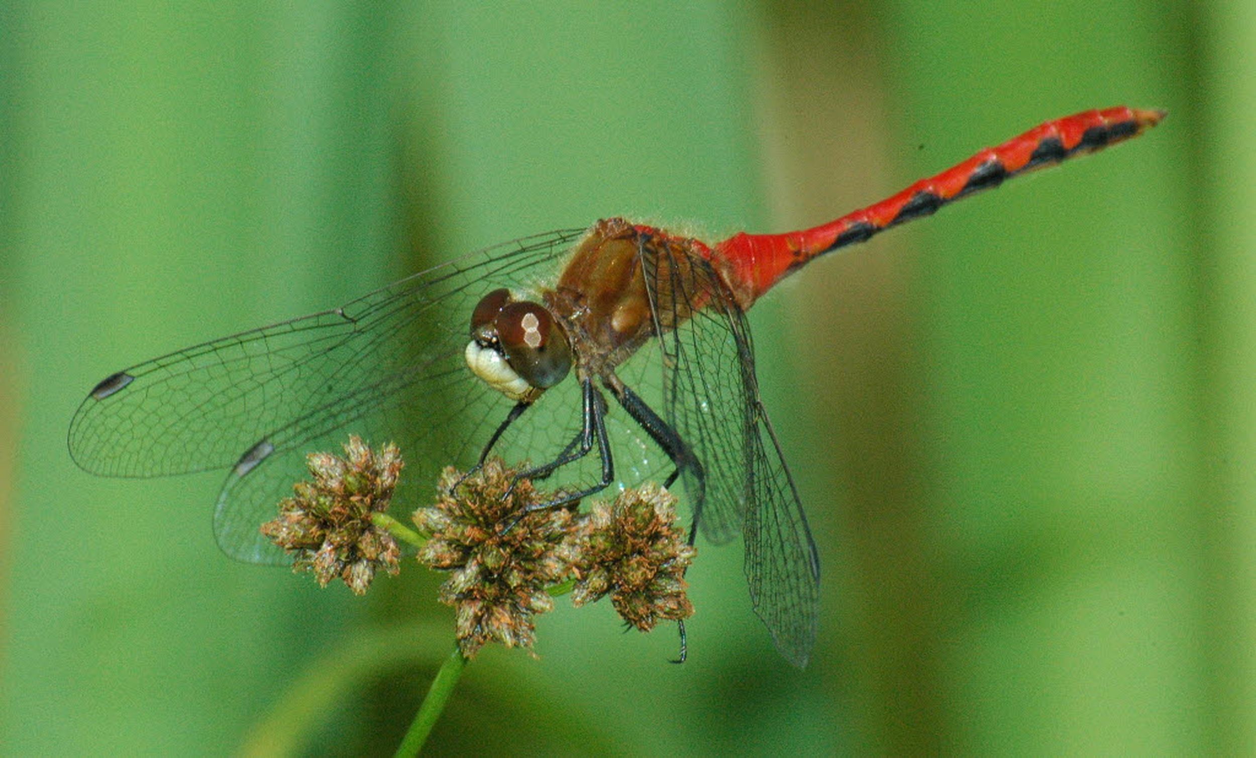 Dazzling dragonflies are fast, fascinating, fierce | The Spokesman-Review