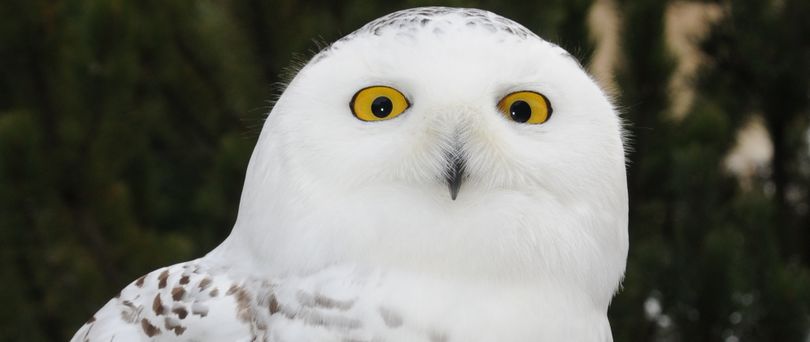 Snowy owl, an arctic migrant that visits Washington during winter. (WSU)
