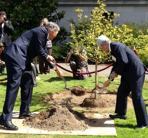 OLYMPIA -- Washington Gov. Jay Inslee and Hyogo Prefecture Gov. Toshizo Ido plant a star magnolia on the Capitol Campus to mark the 50th anniversary of the sister state relationship between the two regions. (Jim Camden)