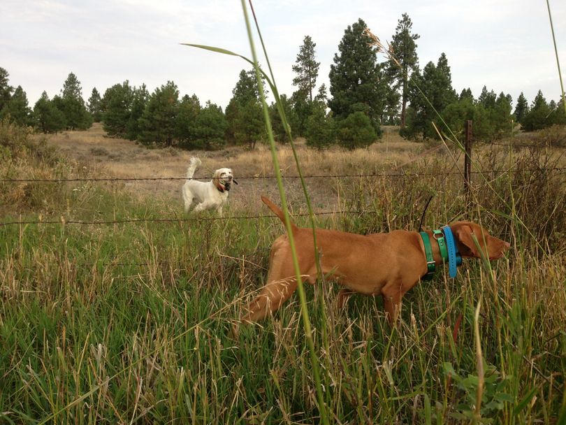 Preseason bird dog training is essential for the dog and the hunter. (Dan Hoke)