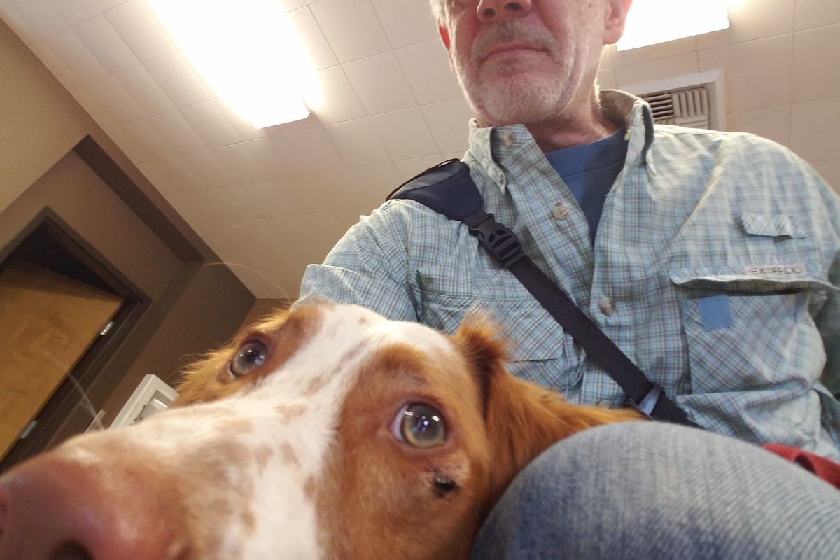 Ranger, a 7-month-old Brittany pup, had his first run-in with barbed wire while hunting with his partner, Rich Landers. (Rich Landers)