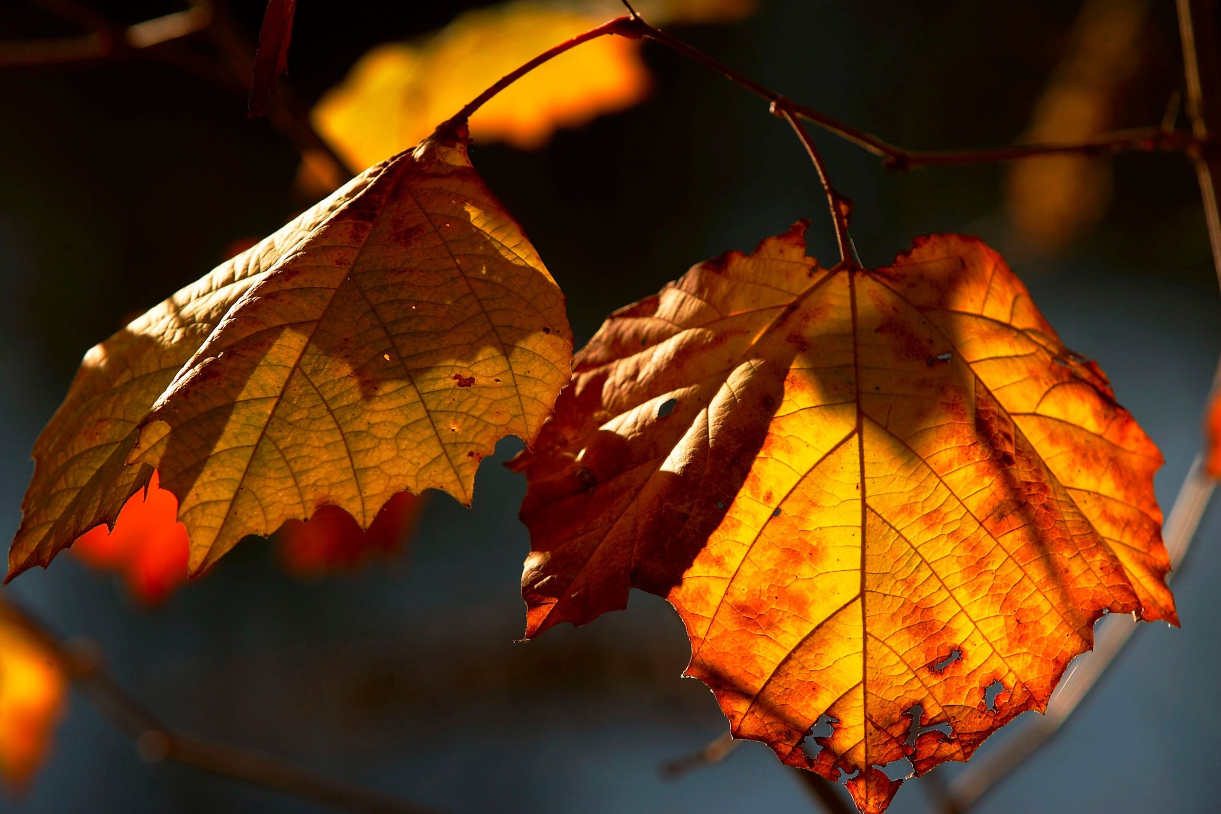 why-do-trees-have-differently-shaped-leaves-the-spokesman-review