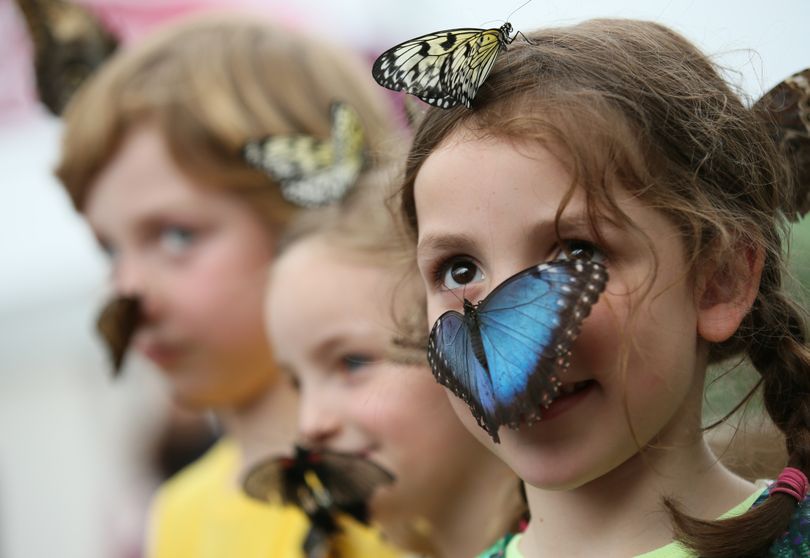Isla Roberts looks at photographers as a large blue Morpho butterfly lands on her face, as she and other children take part in a media call for a new exhibition on tropical butterflies in a temporary venue outside the Natural History Museum Monday, March, 31, 2014. (Alastair Grant / Associated Press)