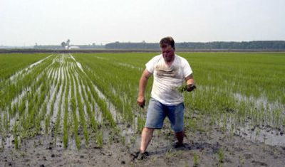 
Greg Hessong walks out of a field of genetically engineered rice near Plymouth, N.C. 
 (File Associated Press / The Spokesman-Review)