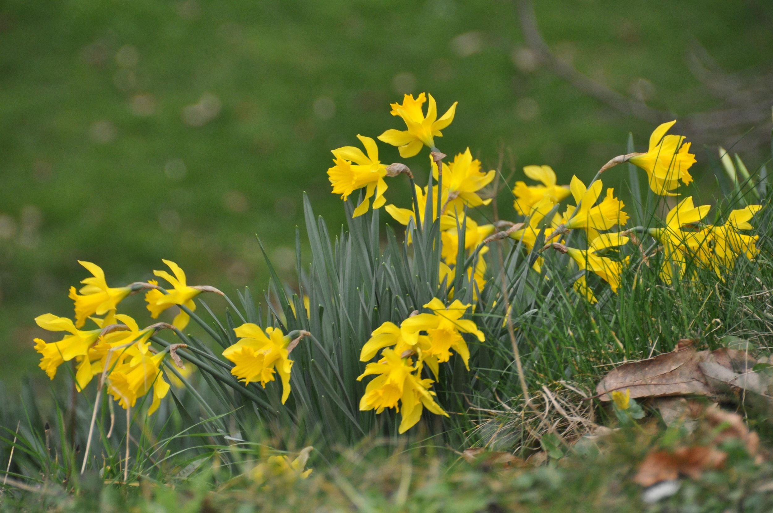 Gardening Daffodils signal spring is coming The SpokesmanReview