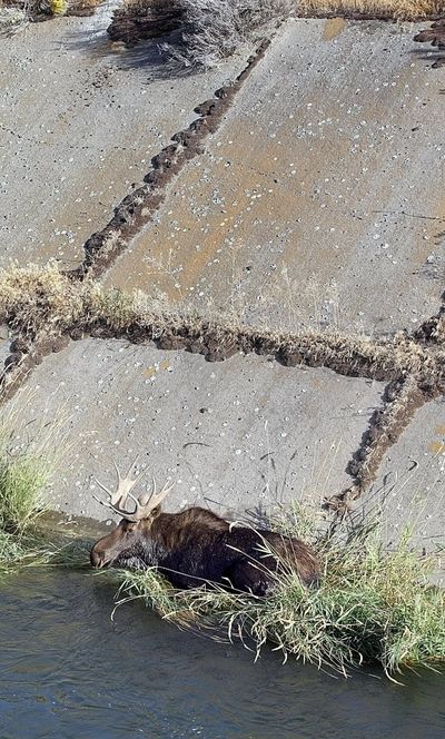 A bull moose, appearing tired from struggling with the steep sides and swift flowing water in the Esquatzel Diversion Channel, curls up to rest on a clump of grass growing out of cracks in the concrete lined irrigation canal Monday Sept. 19, 2011 about six miles north of Pasco. An officer from the Department of Fish and Wildlife later shot the animal because officials couldn’t determine a safe way to rescue the animal. The meat will be donated to the Tri-City Union Gospel Mission.  (Bob Brawdy / AP Photo/Tri-City Herald)